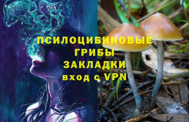 сколько стоит  Лакинск  Псилоцибиновые грибы Cubensis 